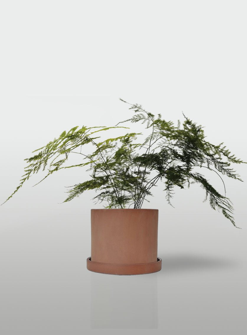 HELECHO PLUMOSO MACETA TERRACOTA CON PLATO