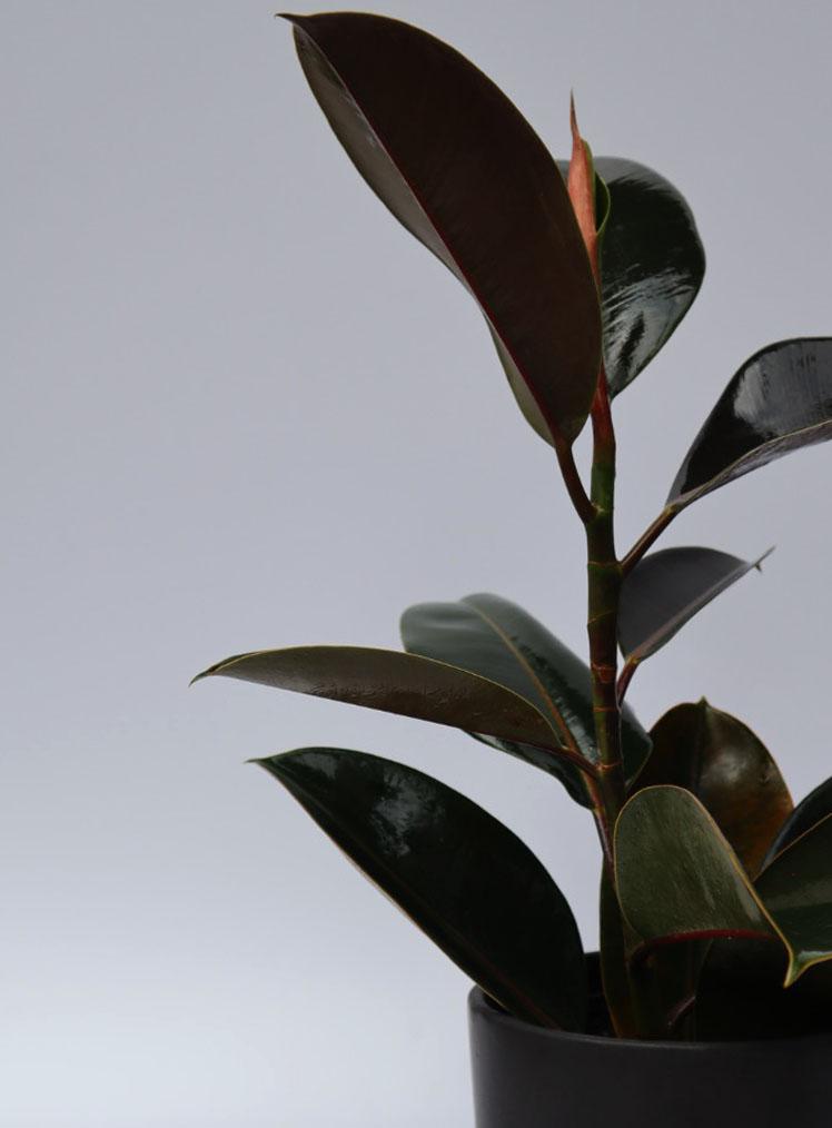 HULE CABERNET _ LYRATA CASA DE PLANTAS