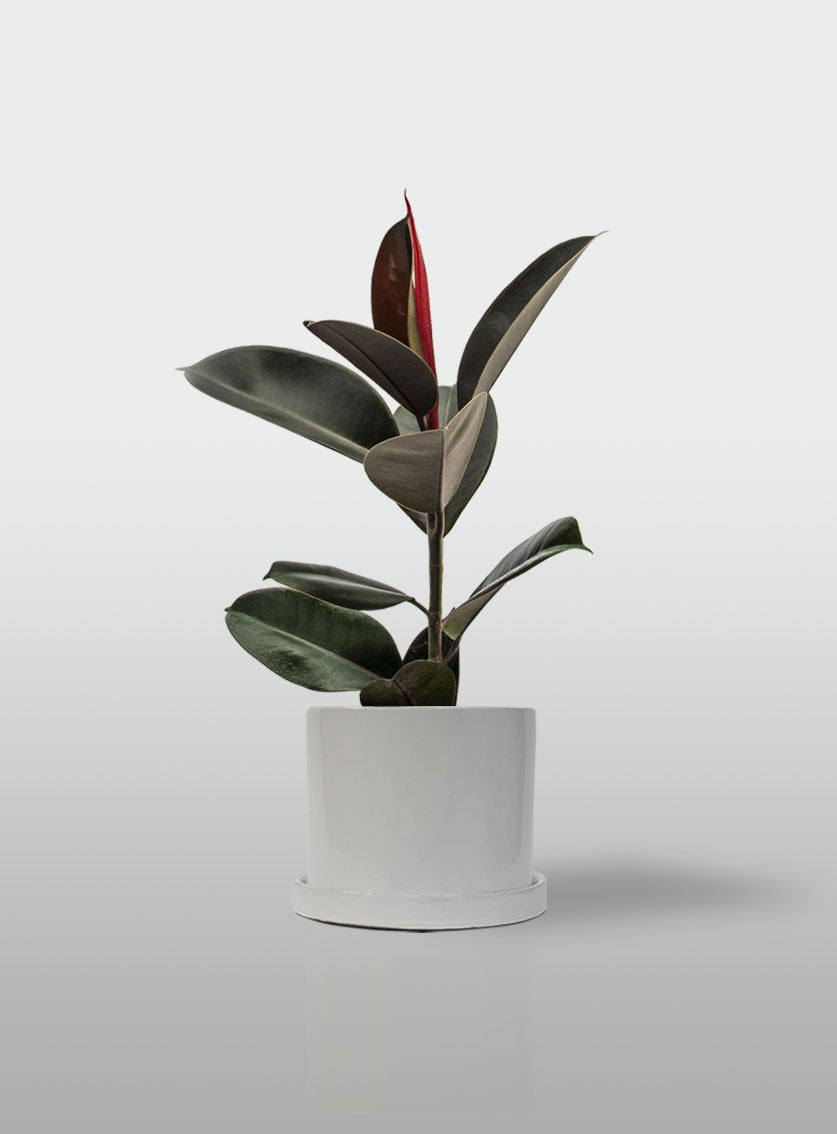 HULE CABERNET MACETA BLANCA CON PLATO