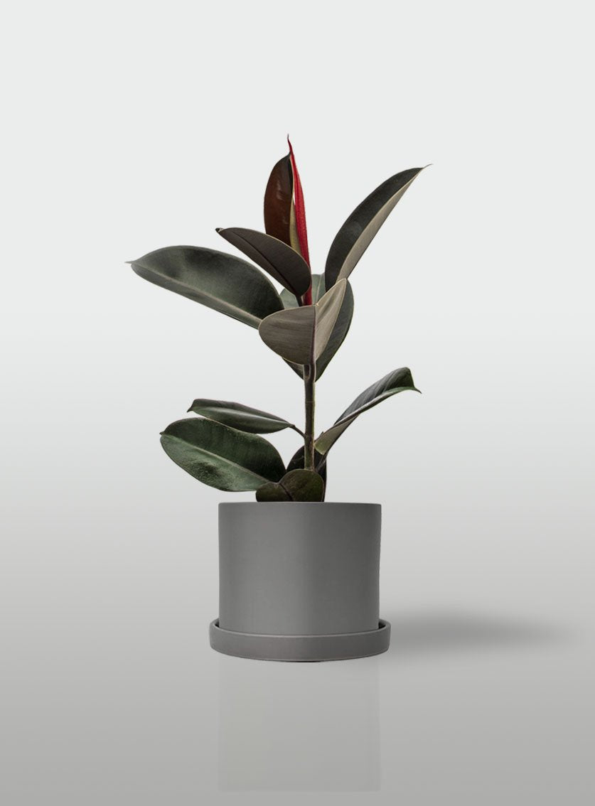 HULE CABERNET MACETA GRIS CON PLATO