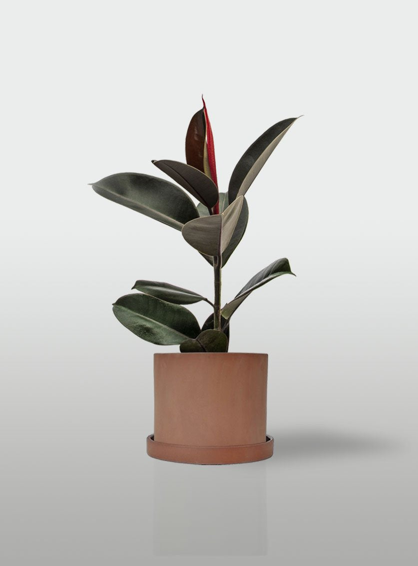 HULE CABERNET MACETA TERRACOTA CON PLATO