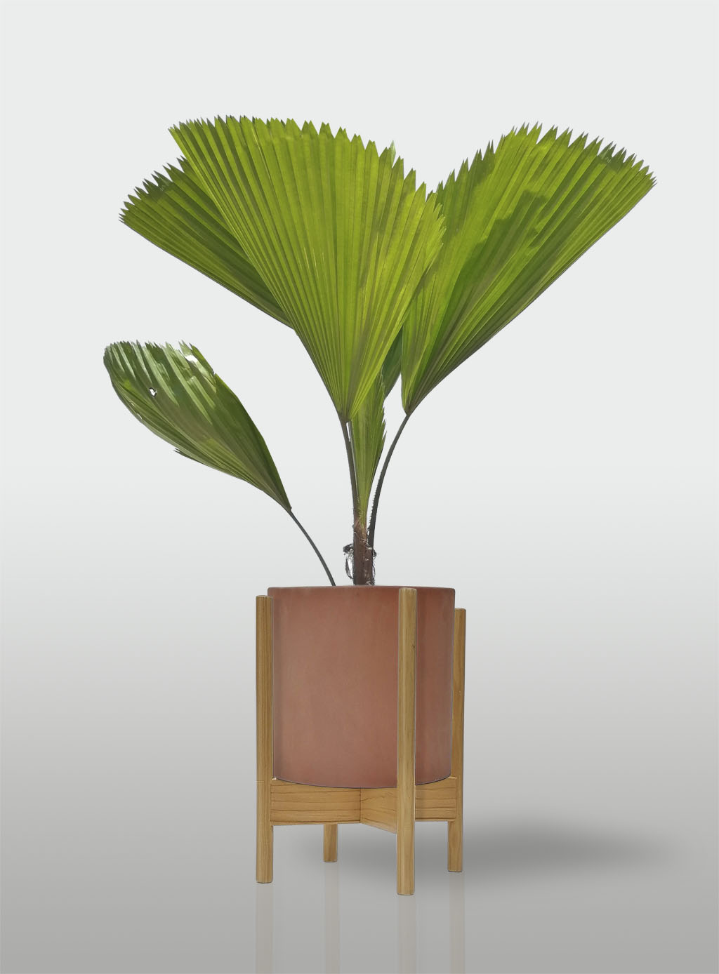 Palma Licuala