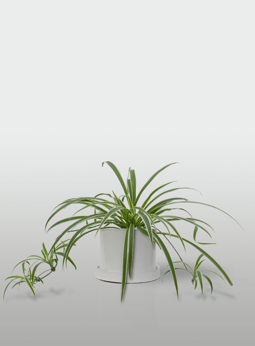 MALA MADRE MINI EN MACETA BLANCA CON PLATO