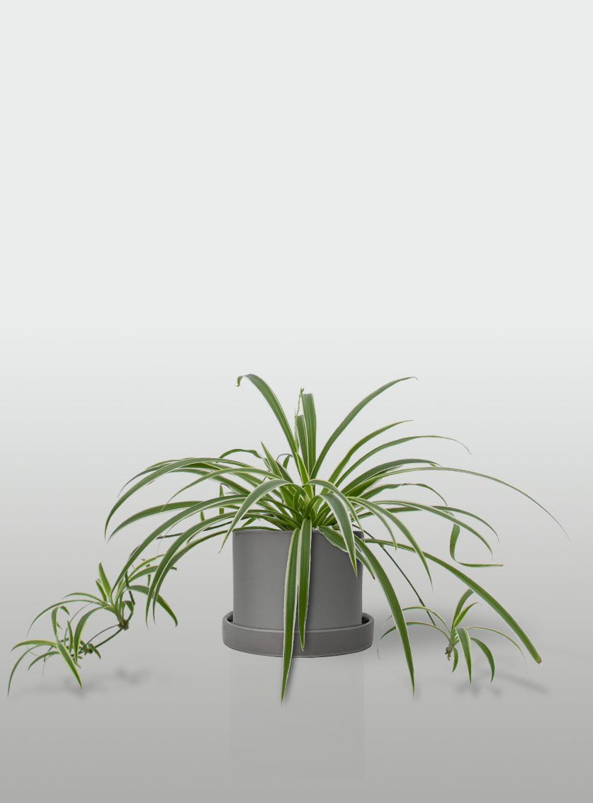 MALA MADRE MINI EN MACETA GRIS CON PLATO