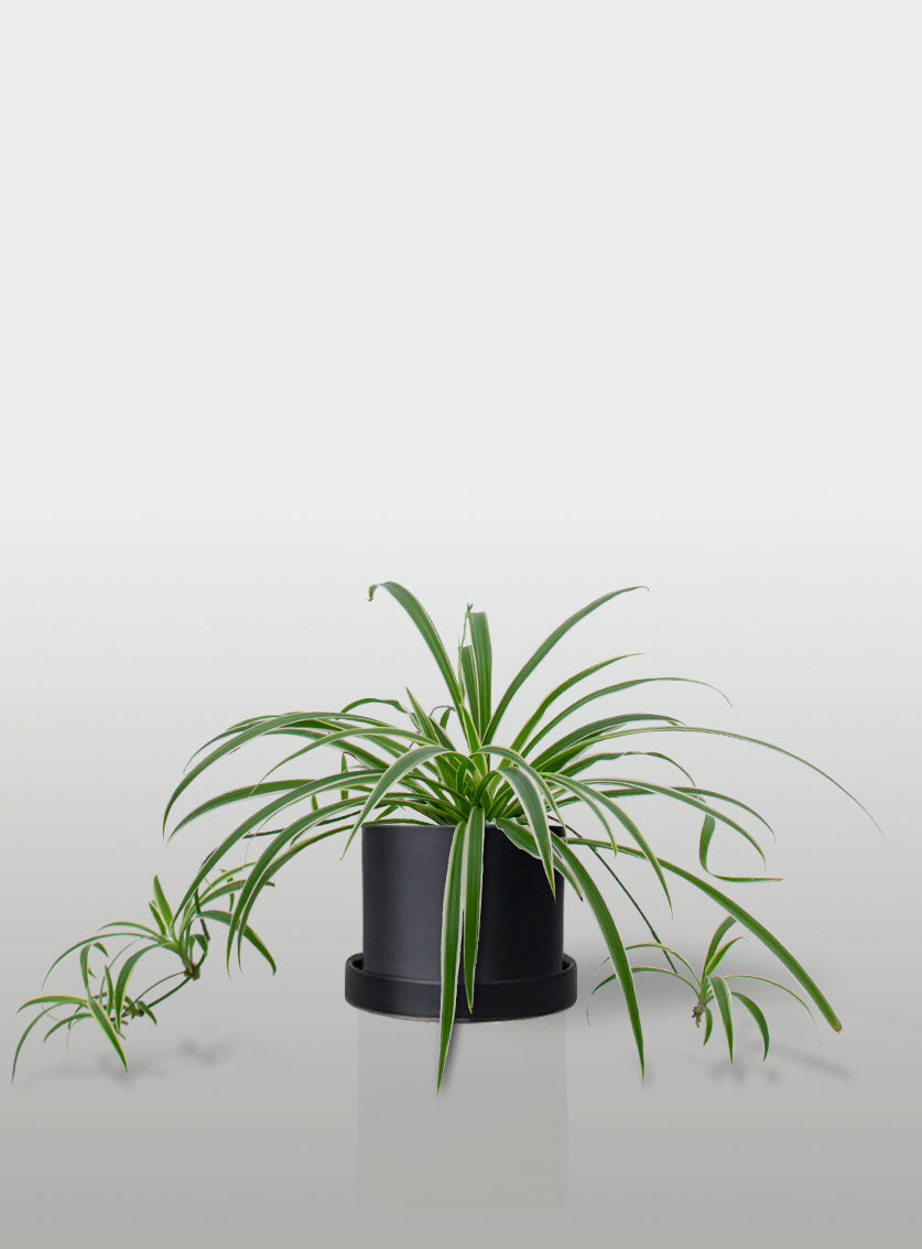 MALA MADRE MINI EN MACETA NEGRA CON PLATO