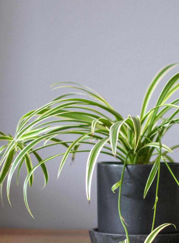 MALA MADRE MINI _LYRATA CASA DE PLANTAS