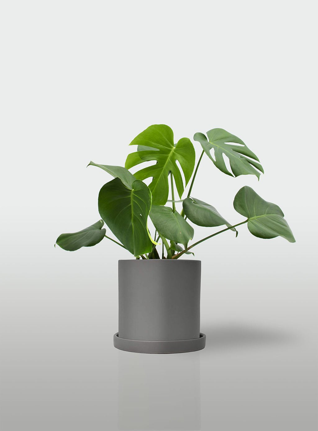 MONSTERA DELICIOSA MACETA GRIS CON PLATO
