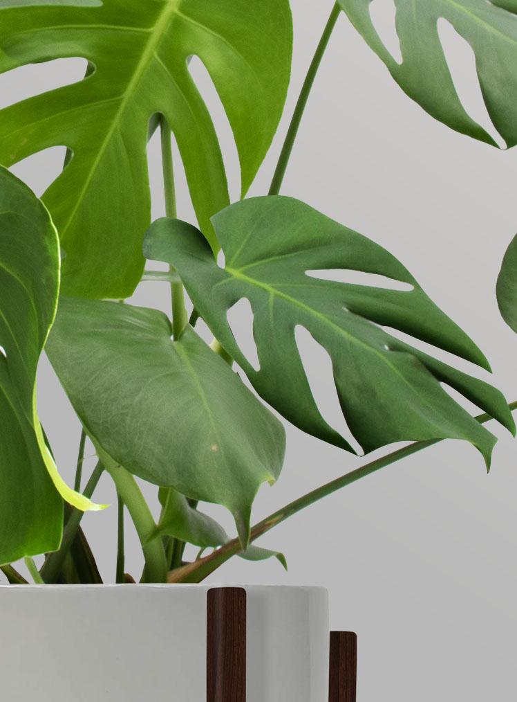 MONSTERA DELICIOSA_ LYRATA CASA DE PLANTAS