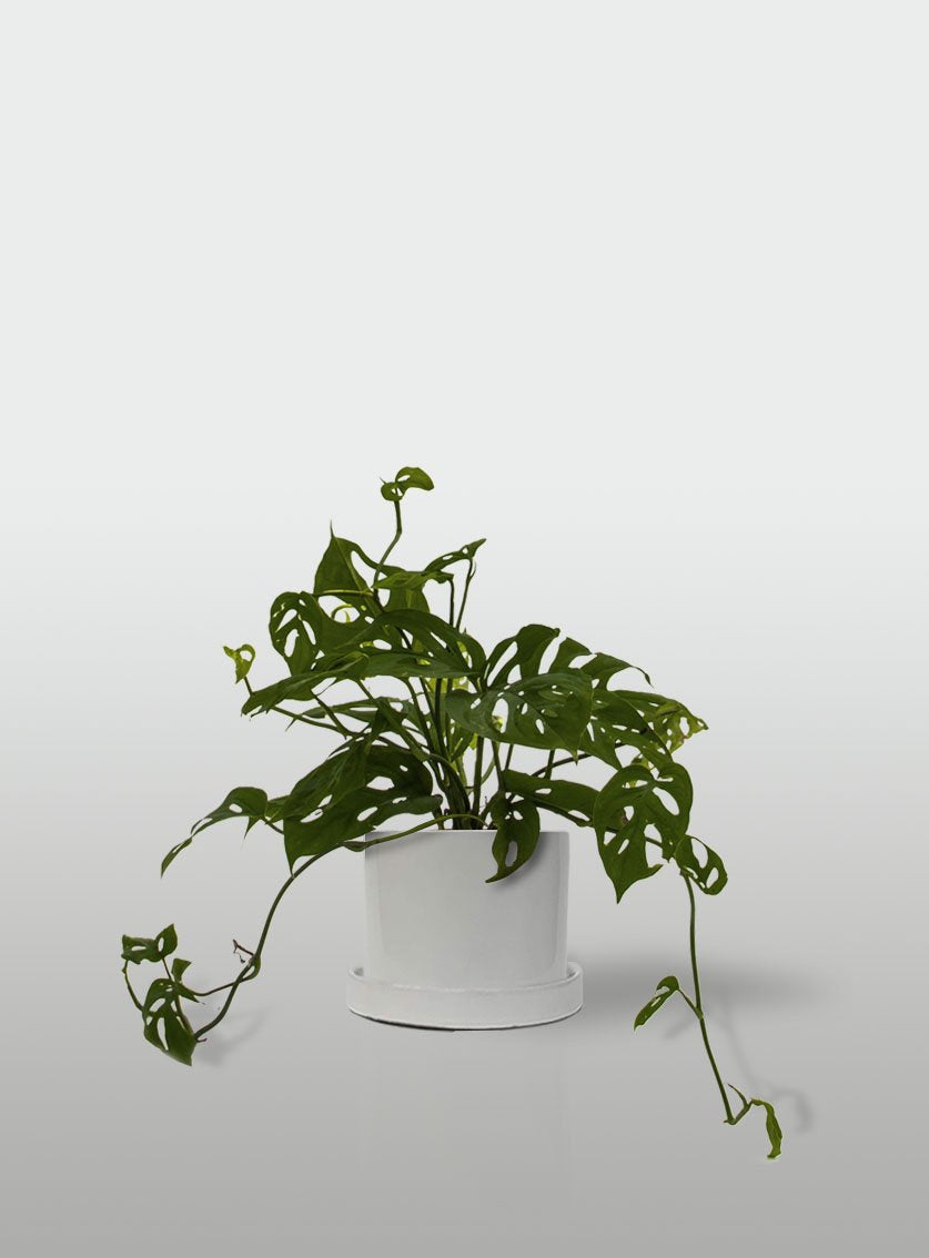 MONSTERA OBLIQUA MACETA BLANCA CON PLATO