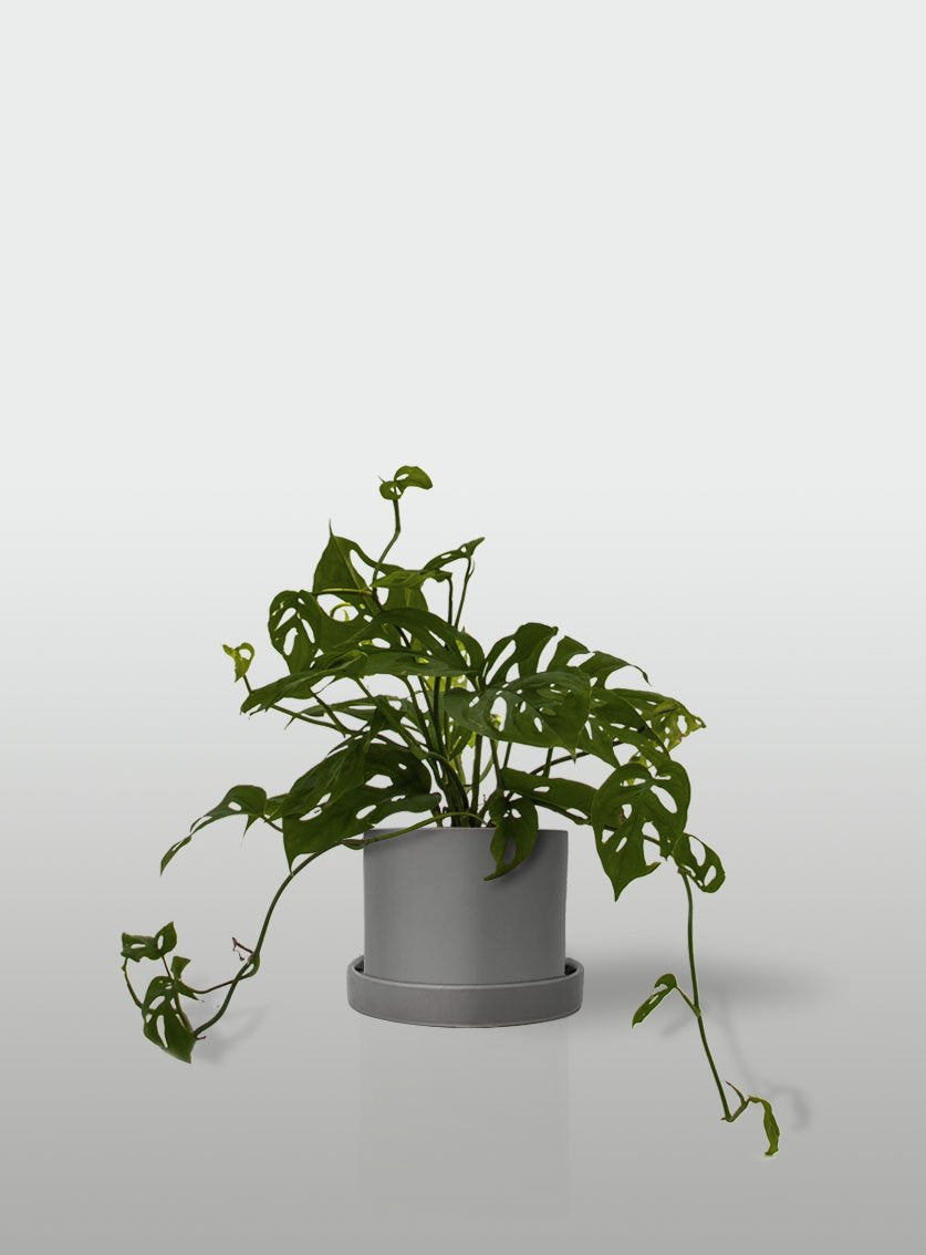 MONSTERA OBLIQUA MACETA GRIS CON PLATO