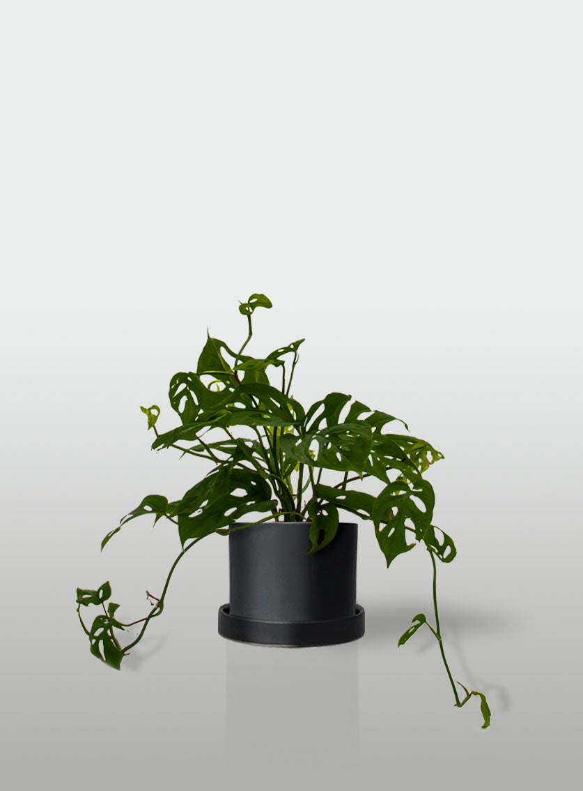 MONSTERA OBLIQUA MACETA NEGRA CON PLATO