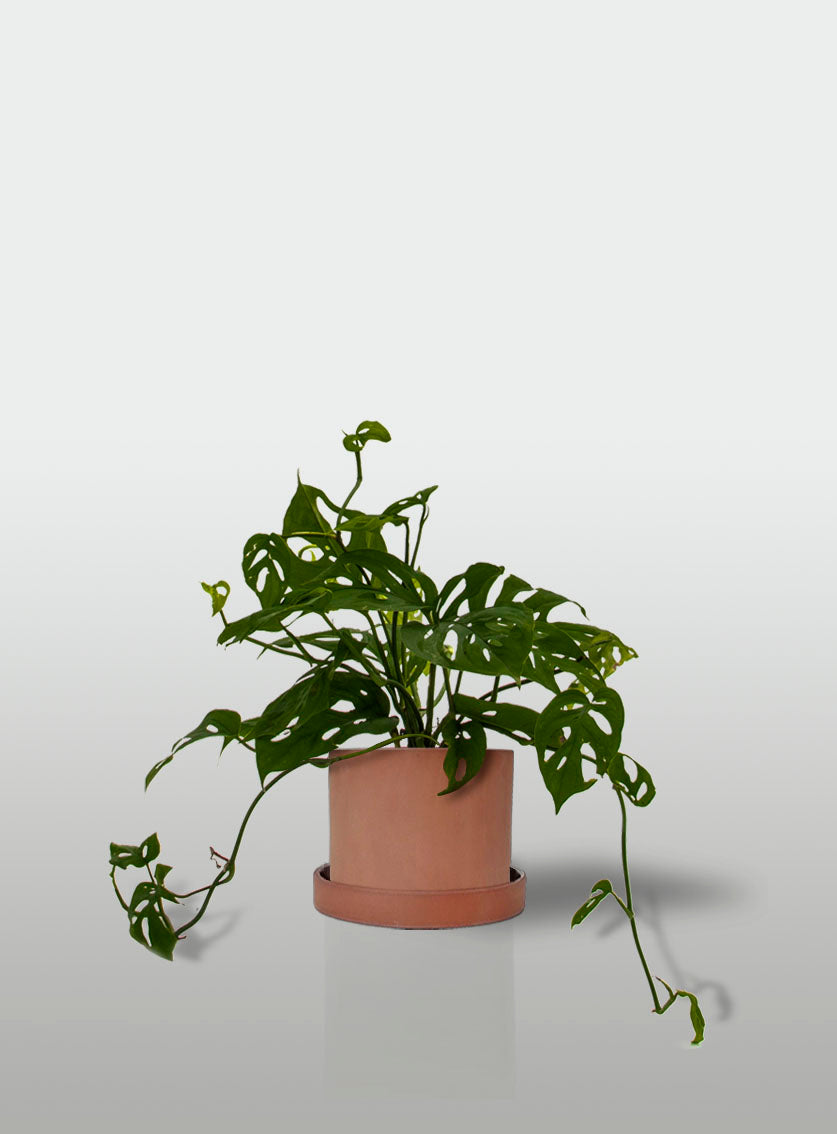 MONSTERA OBLIQUA MACETA TERRACOTA CON PLATO