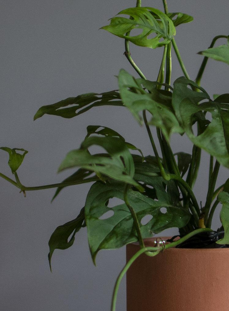 MONSTERA OBLIQUA _ LYRATA CASA DE PLANTAS