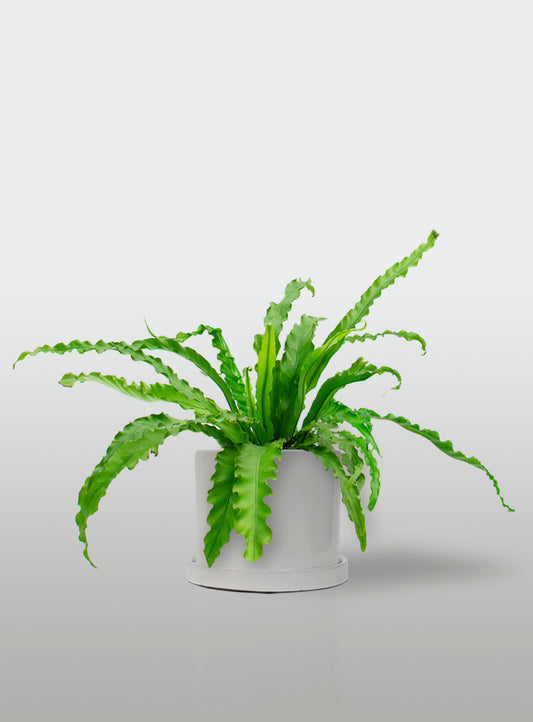 Helecho Nido de Ave Curly