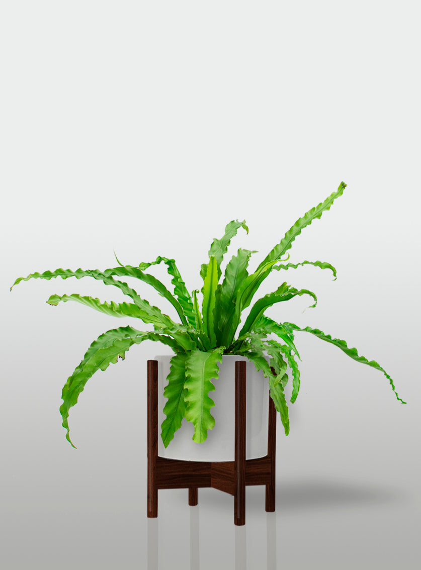 Helecho Nido de Ave Curly