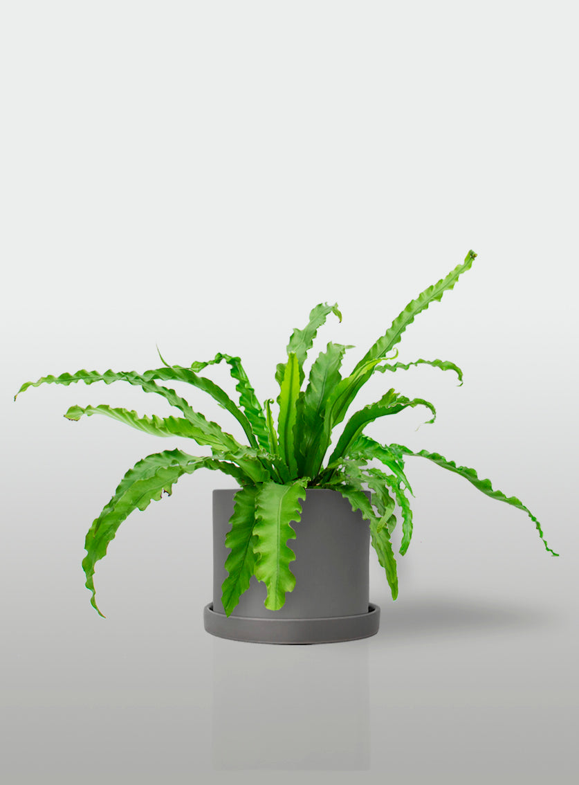 Helecho Nido de Ave Curly