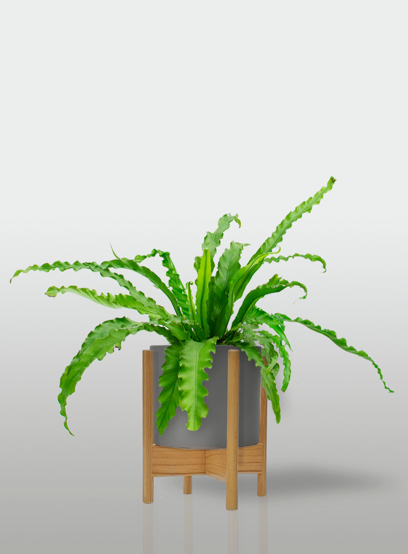 Helecho Nido de Ave Curly