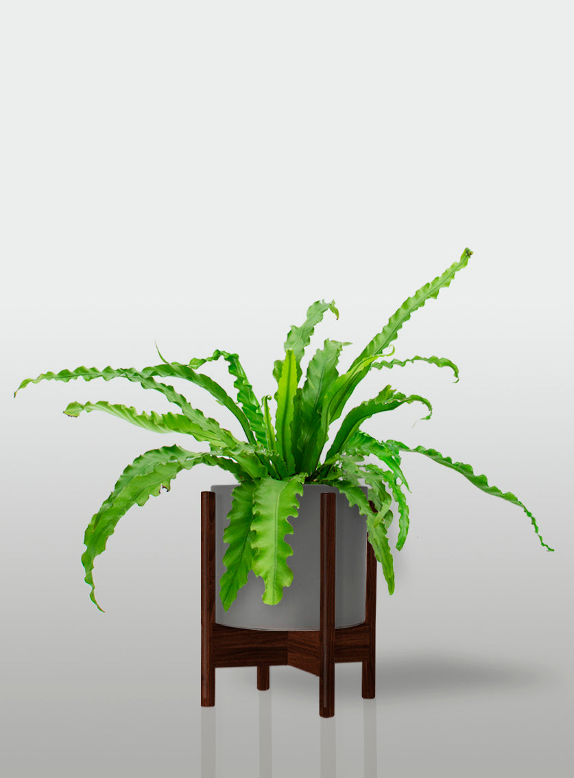 Helecho Nido de Ave Curly