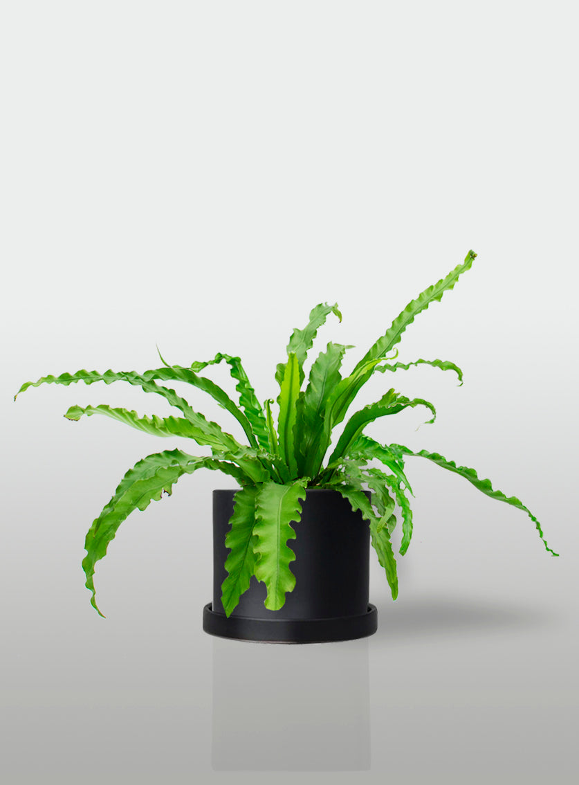 Helecho Nido de Ave Curly