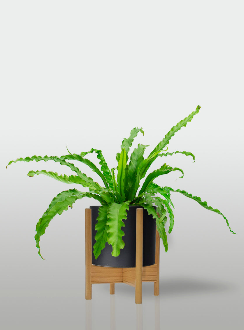 Helecho Nido de Ave Curly