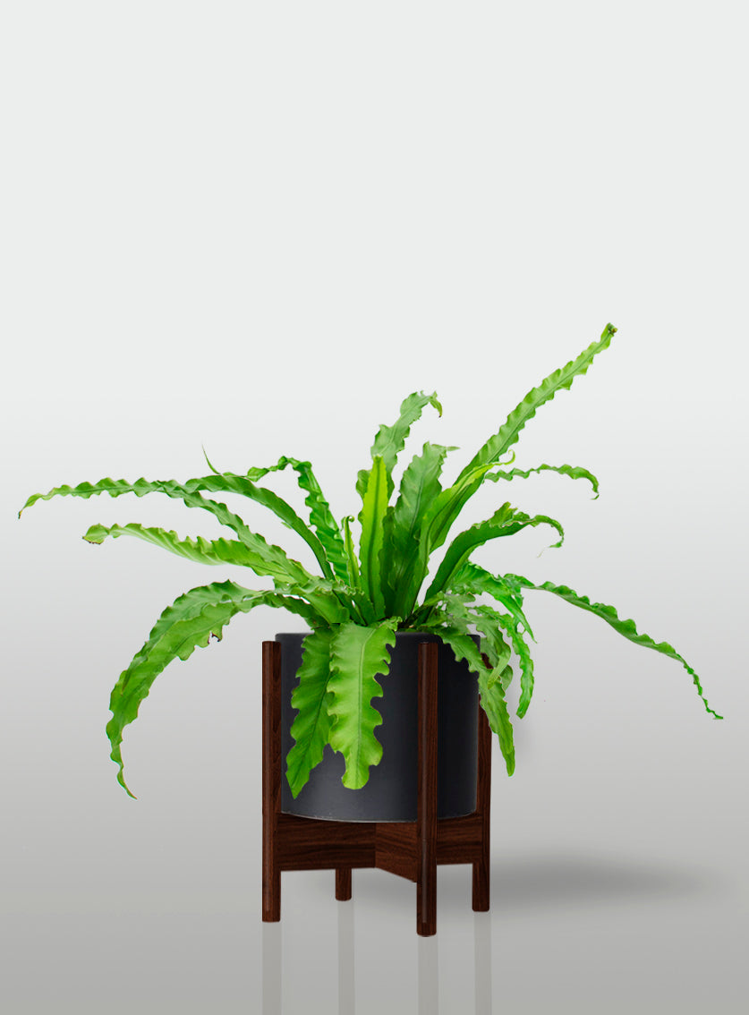 Helecho Nido de Ave Curly