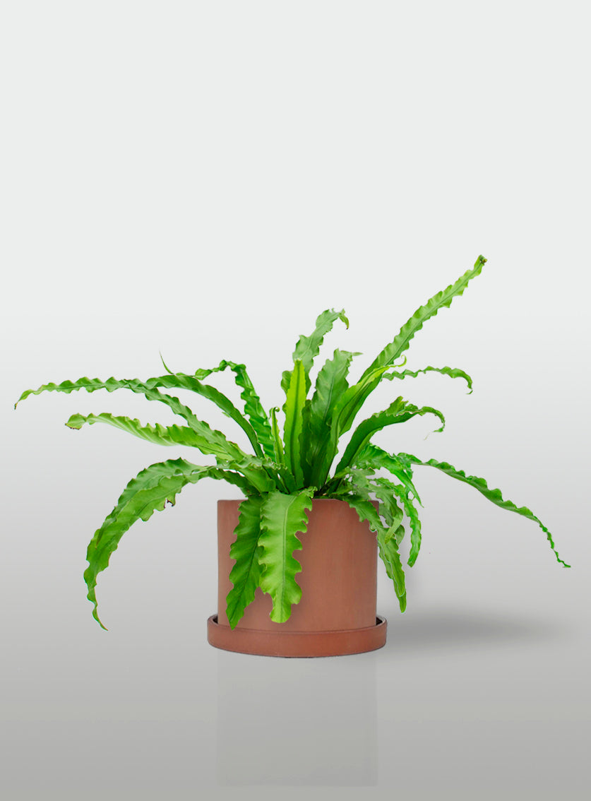 Helecho Nido de Ave Curly