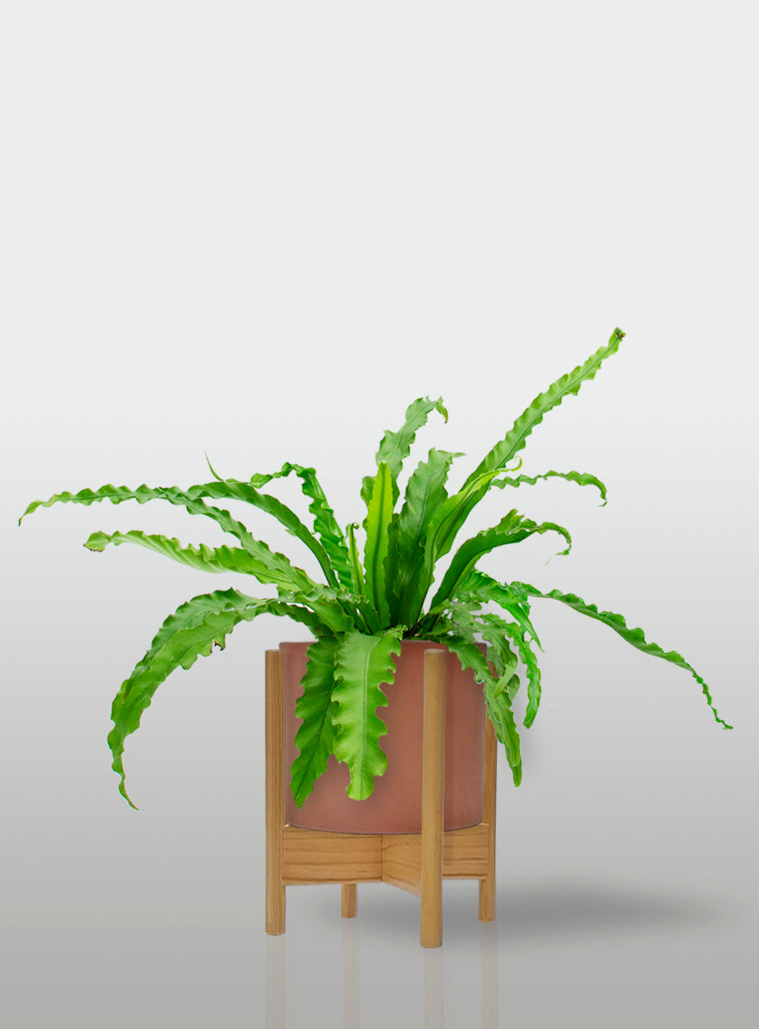 Helecho Nido de Ave Curly