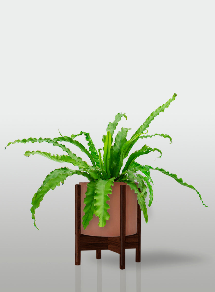 Helecho Nido de Ave Curly