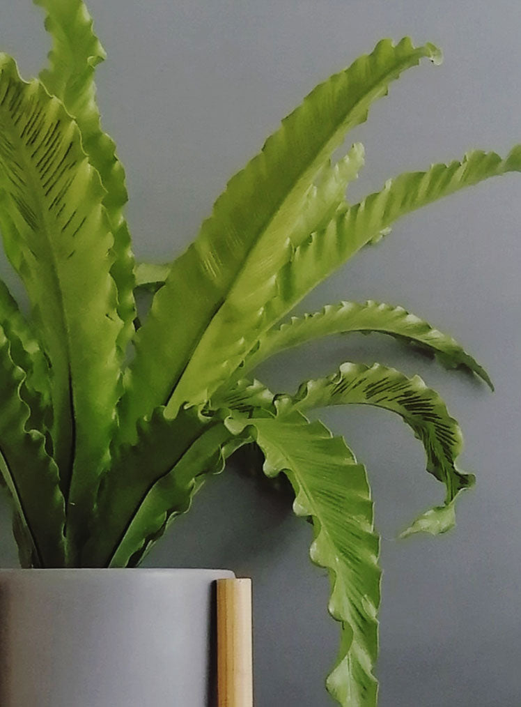 Helecho Nido de Ave Curly