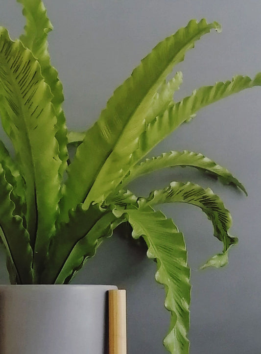 Helecho Nido de Ave Curly