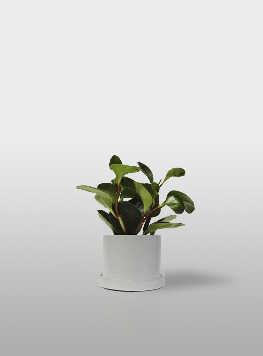 PEPEROMIA MACETA BLANCA CON PLATO