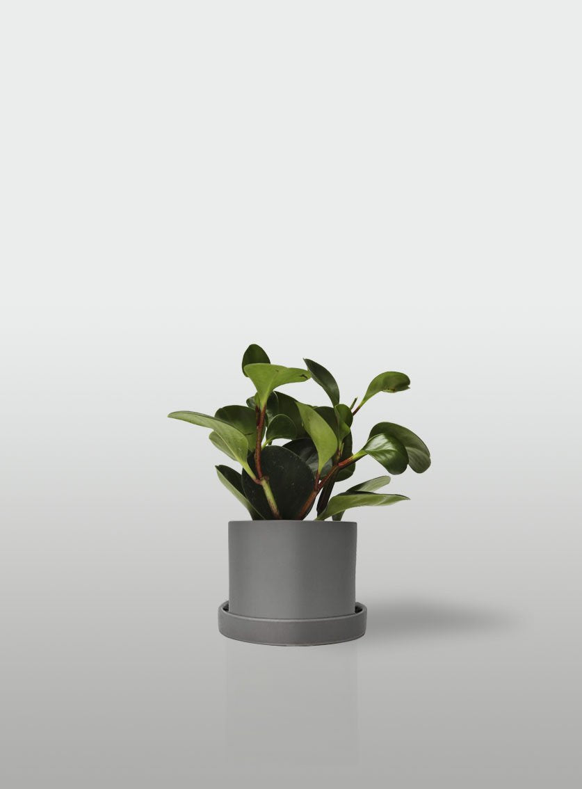 PEPEROMIA MACETA GRIS CON PLATO