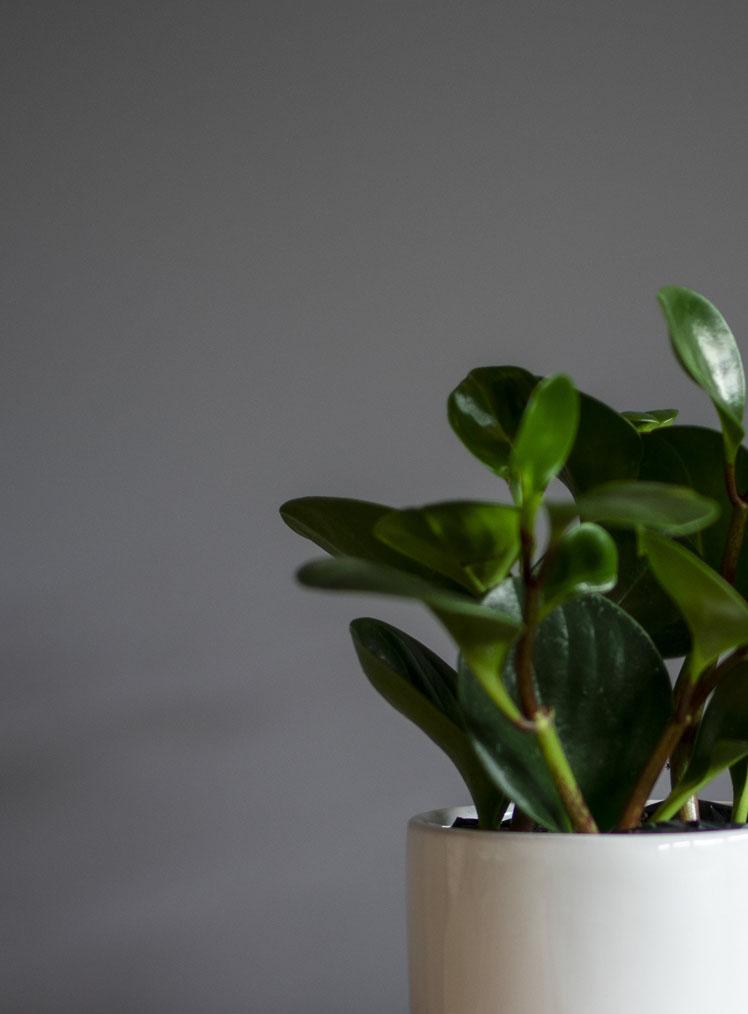 PEPEROMIA _ LYRATA CASA DE PLANTAS
