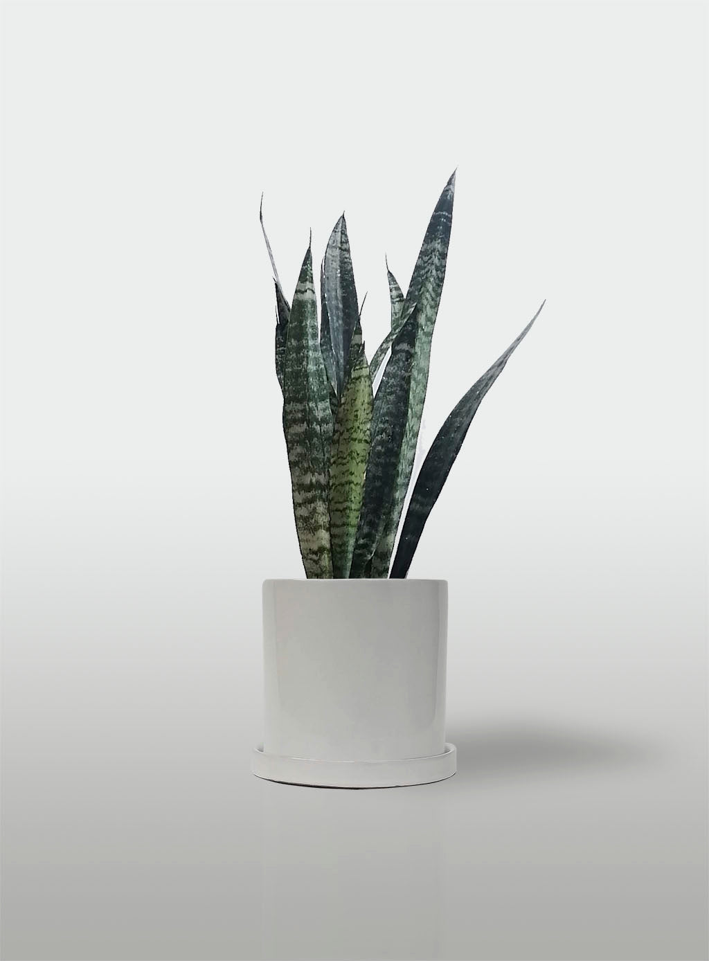 Sansevieria