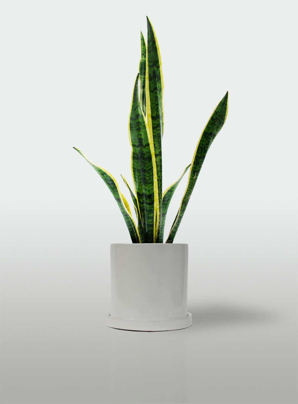 Sansevieria Borde Amarillo