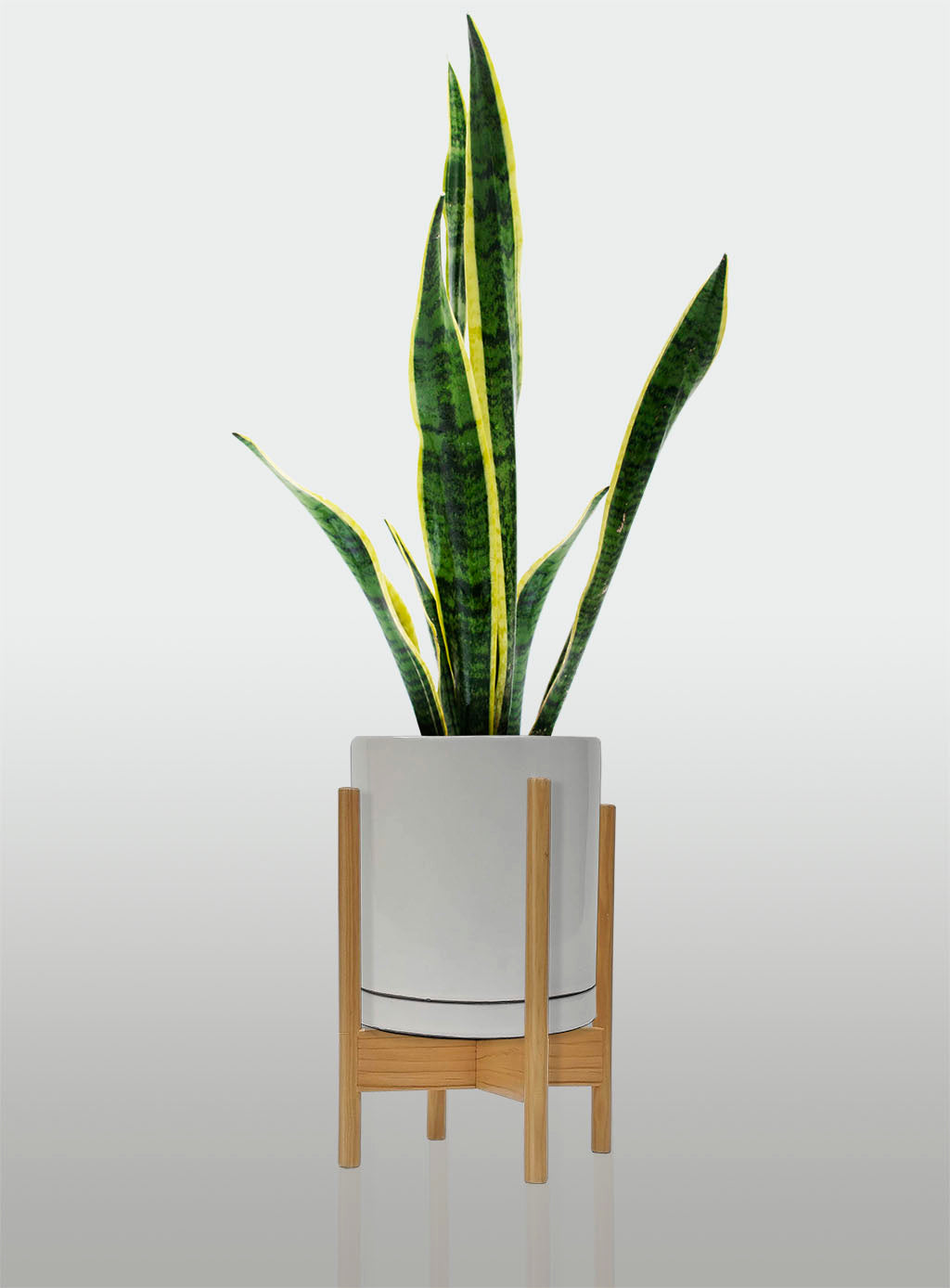 Sansevieria Borde Amarillo