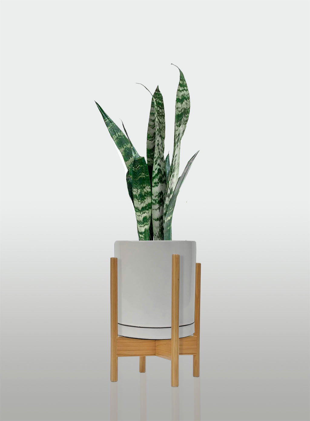 Sansevieria