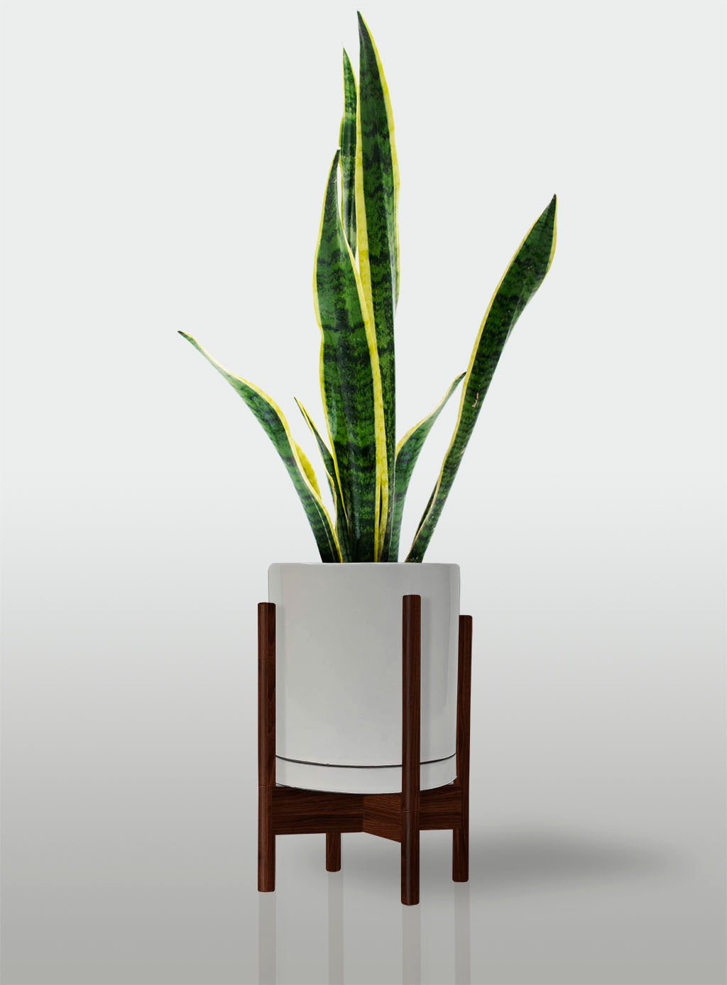 Sansevieria Borde Amarillo