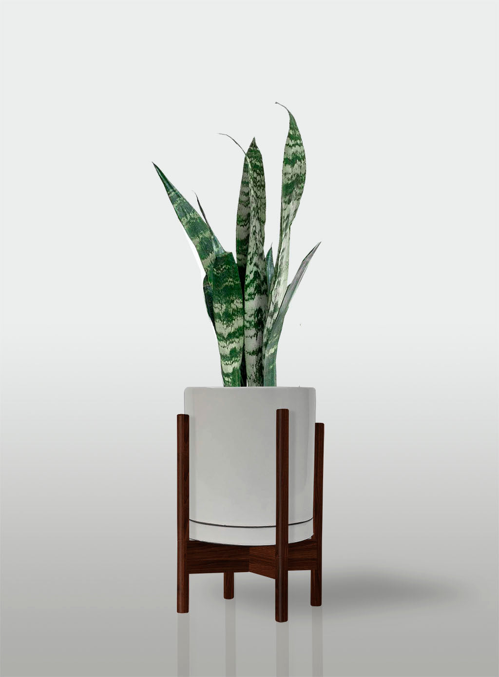 Sansevieria