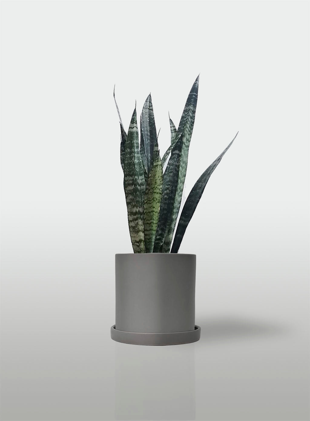 Sansevieria