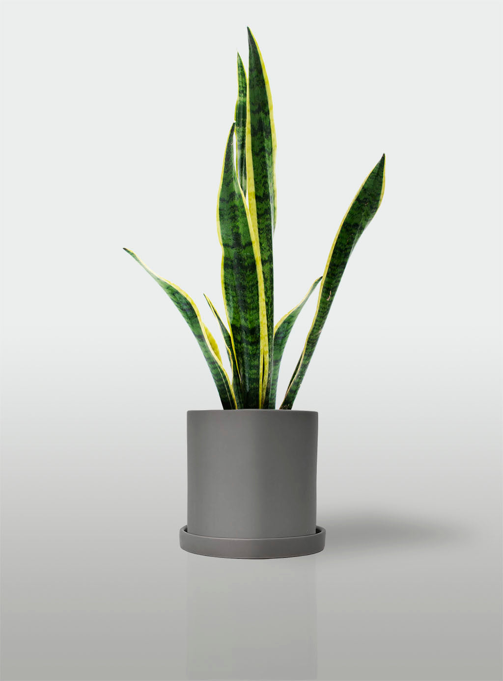 Sansevieria Borde Amarillo