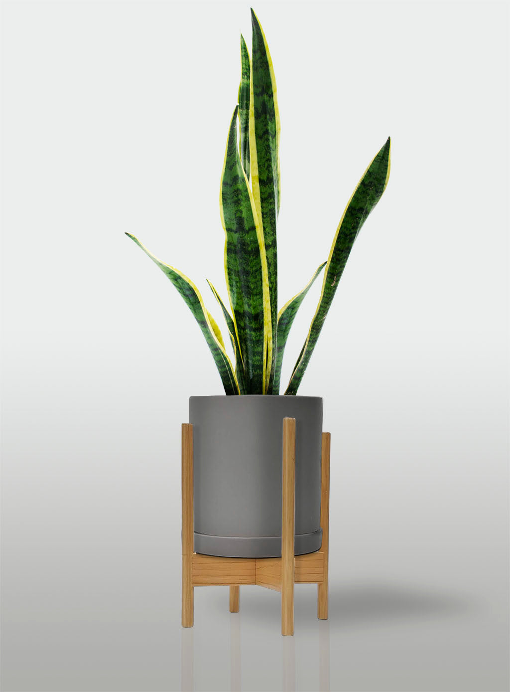Sansevieria Borde Amarillo