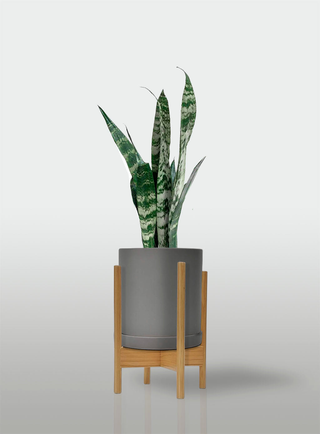 Sansevieria