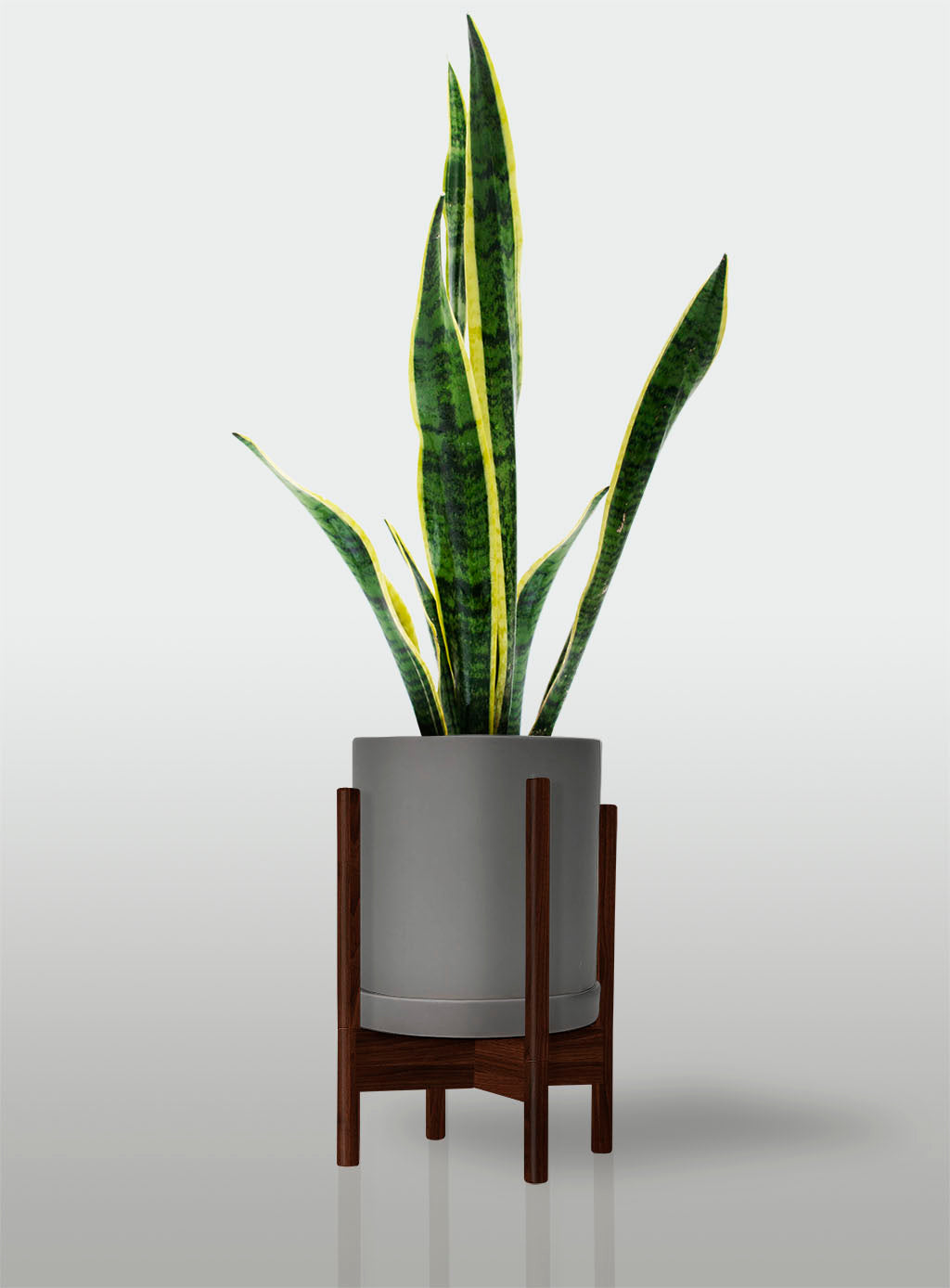 Sansevieria Borde Amarillo