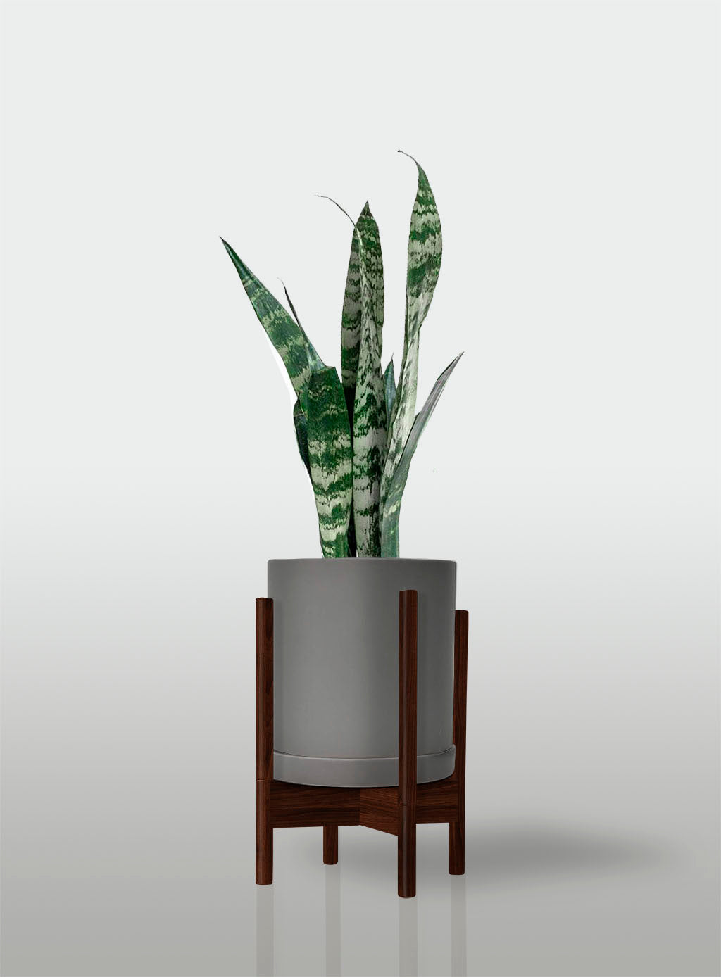 Sansevieria