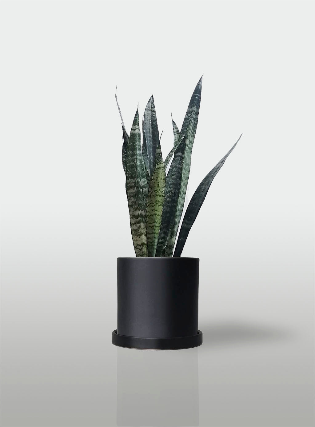 Sansevieria