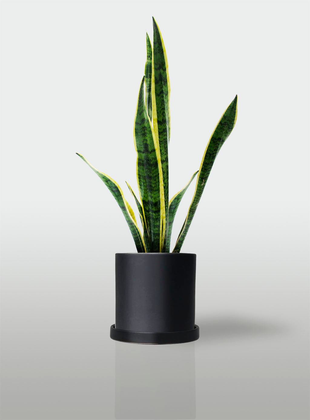 Sansevieria Borde Amarillo