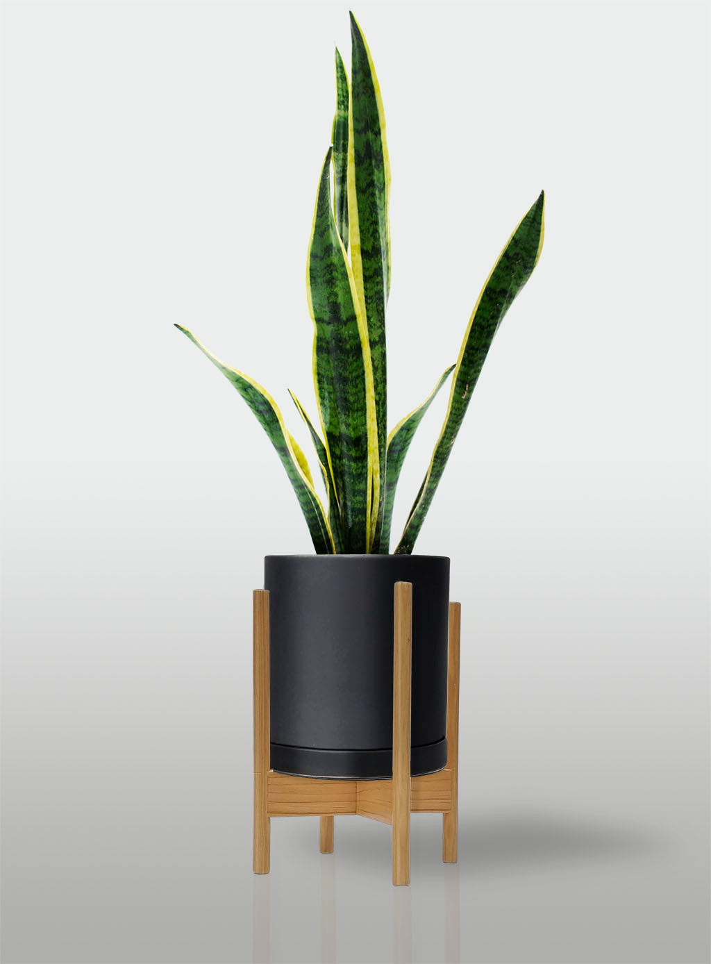 Sansevieria Borde Amarillo