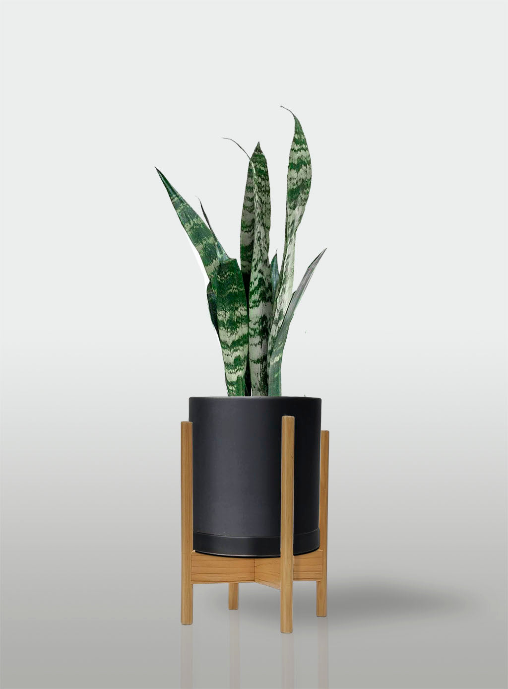 Sansevieria