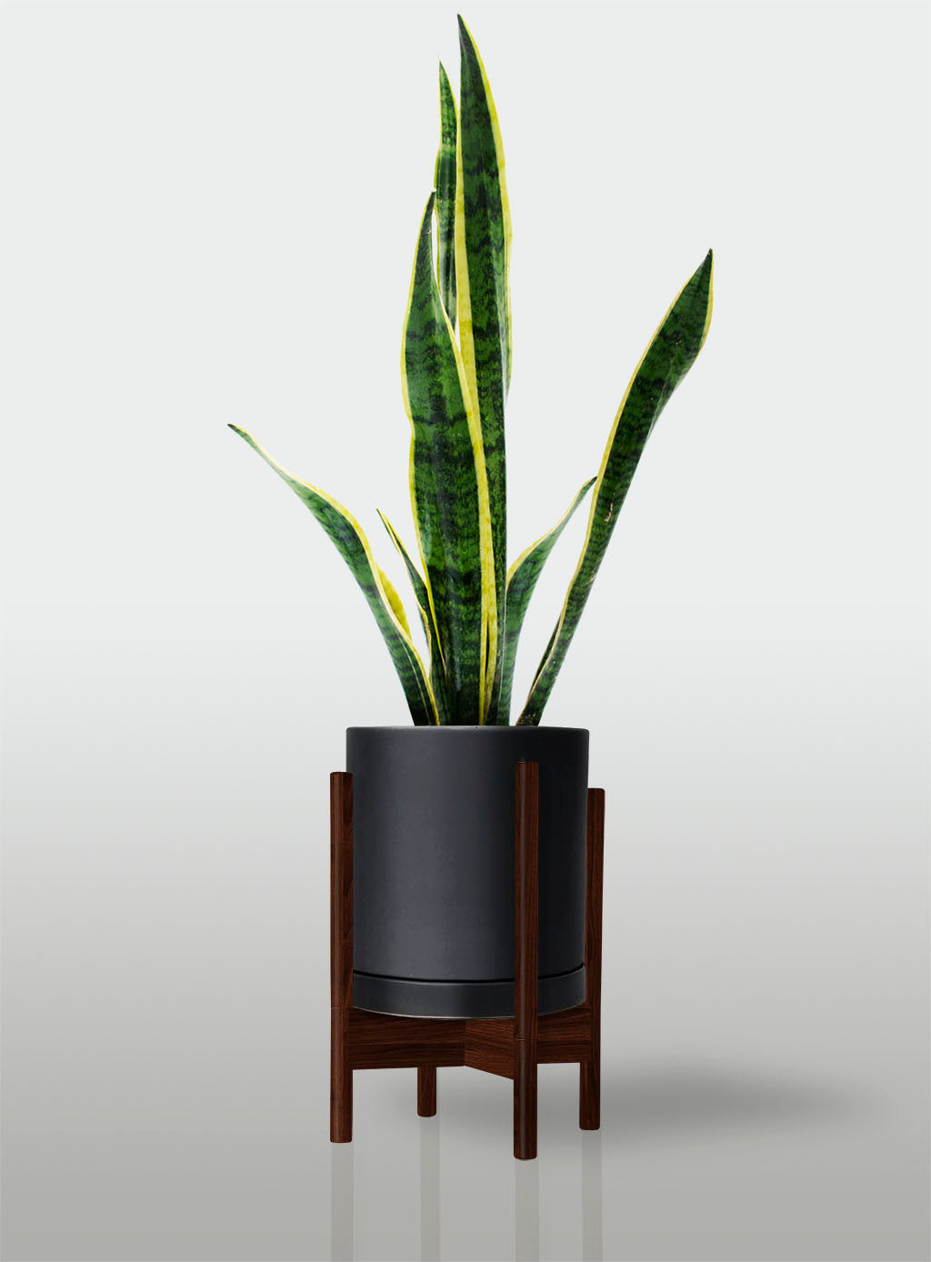 Sansevieria Borde Amarillo